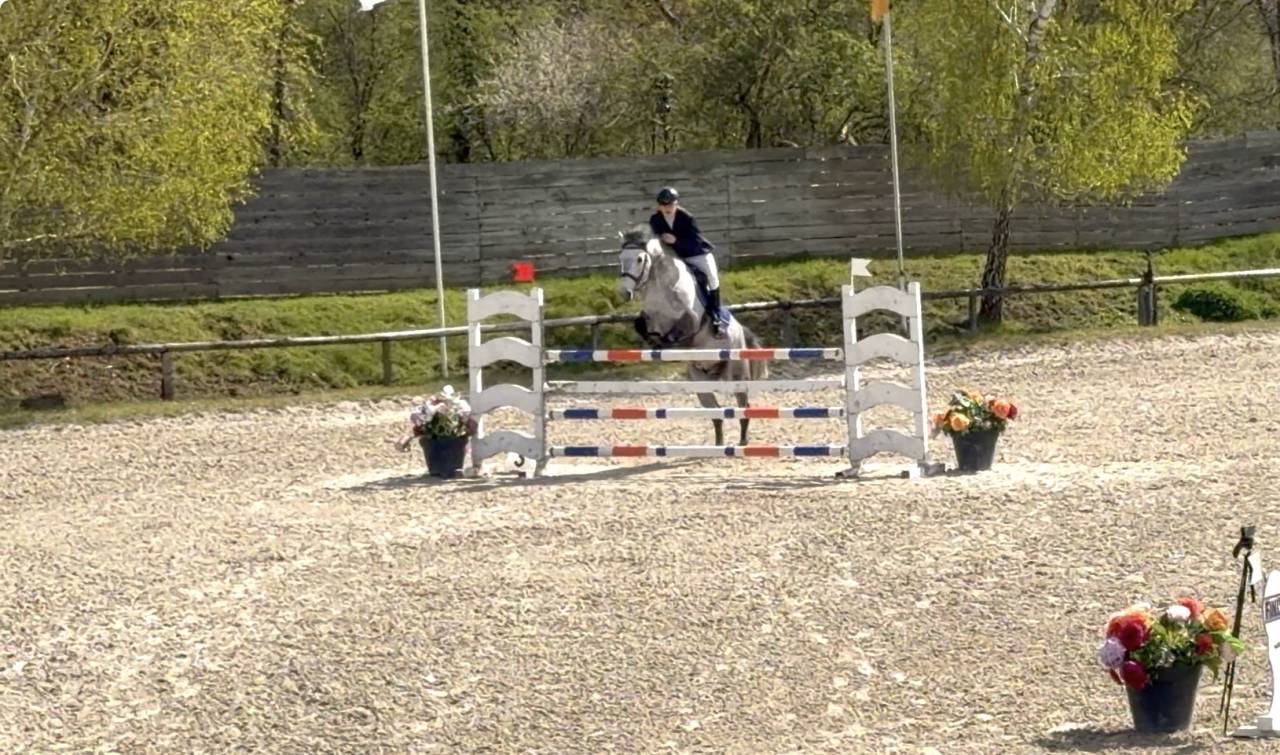 Caballo castrado Origine Constat&eacute;e En venta 2017 Tordo por TRESOR