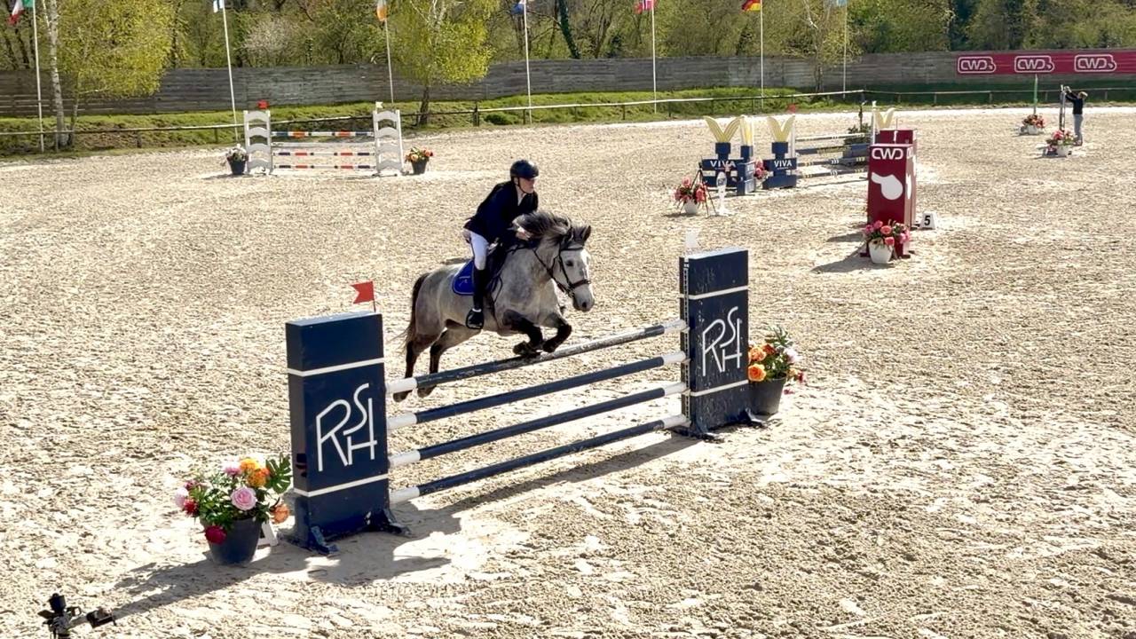 Caballo castrado Origine Constat&eacute;e En venta 2017 Tordo por TRESOR