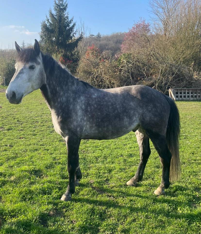 Caballo castrado Origine Constat&eacute;e En venta 2017 Tordo por TRESOR