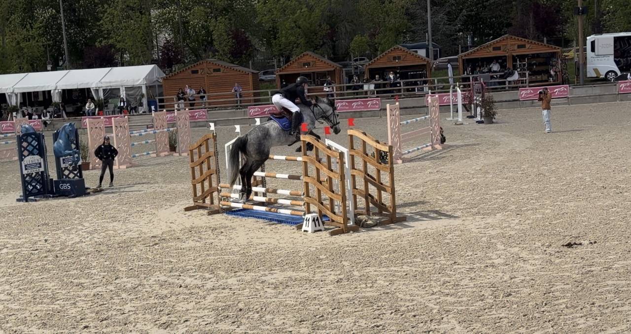 Caballo castrado Origine Constat&eacute;e En venta 2017 Tordo por TRESOR
