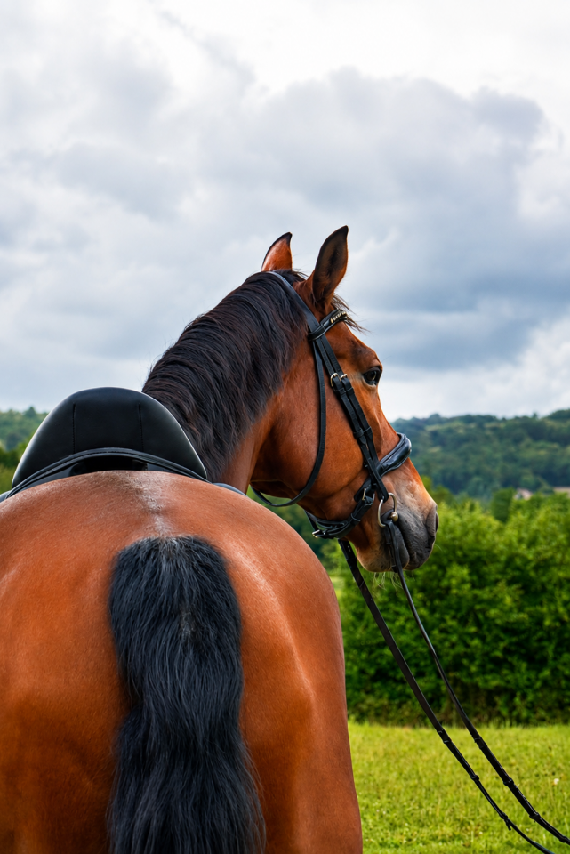 Caballo castrado KWPN Caballo de Deporte Neerland&eacute;s En venta 2014 Bayo