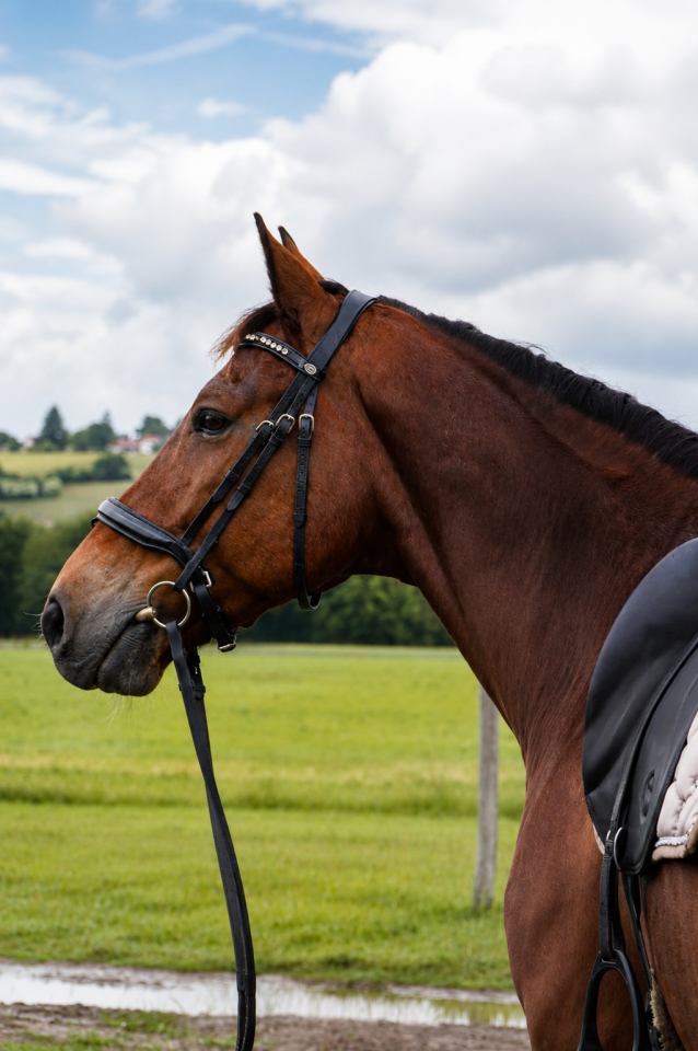 Caballo castrado KWPN Caballo de Deporte Neerland&eacute;s En venta 2014 Bayo