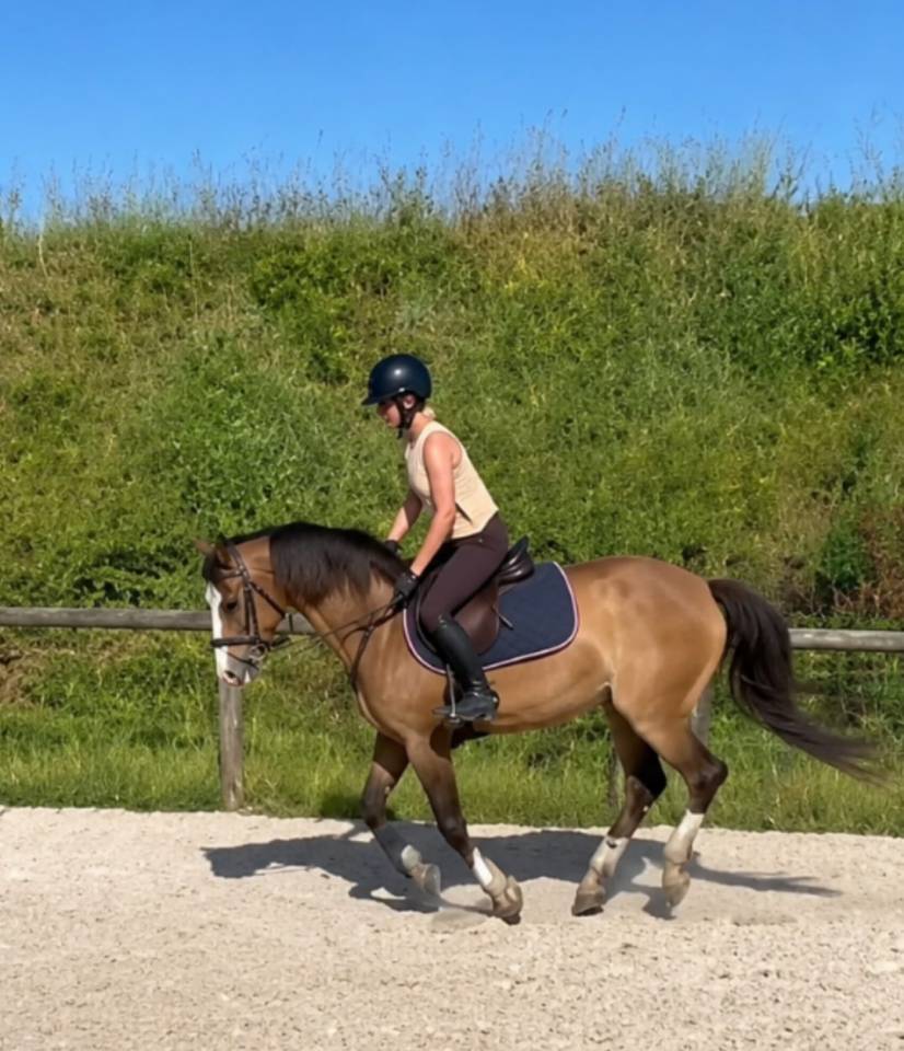 Yegua PFS Poni Fran&ccedil;&eacute;s de Silla En venta 2022 Roano por Greatstar dembets tilia
