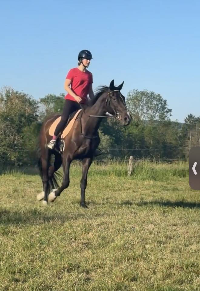 Caballo castrado Trot&oacute;n Franc&eacute;s En venta 2022 Negro