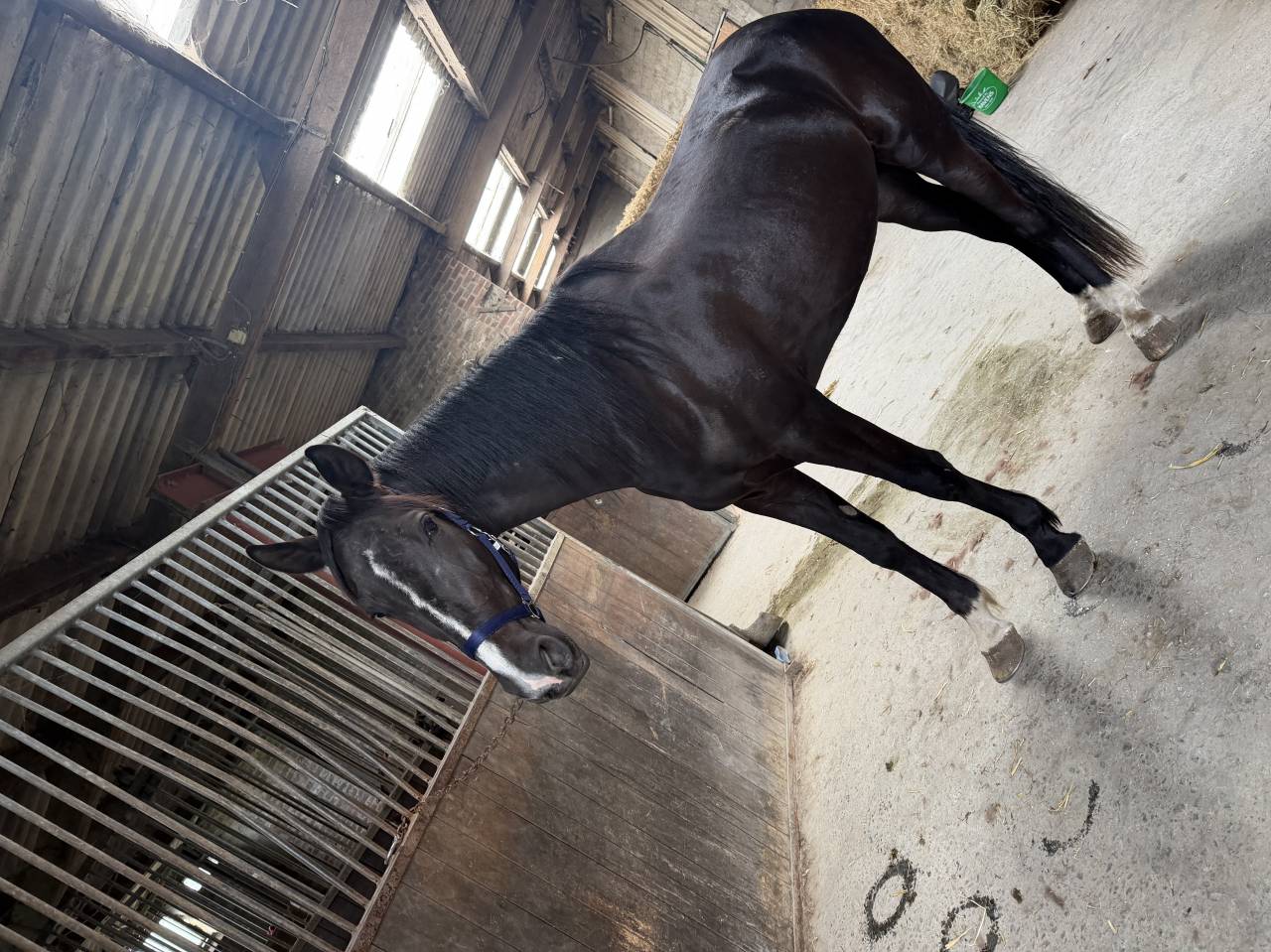 Caballo castrado Trot&oacute;n Franc&eacute;s En venta 2022 Negro
