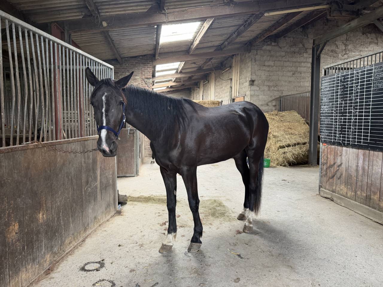 Caballo castrado Trot&oacute;n Franc&eacute;s En venta 2022 Negro