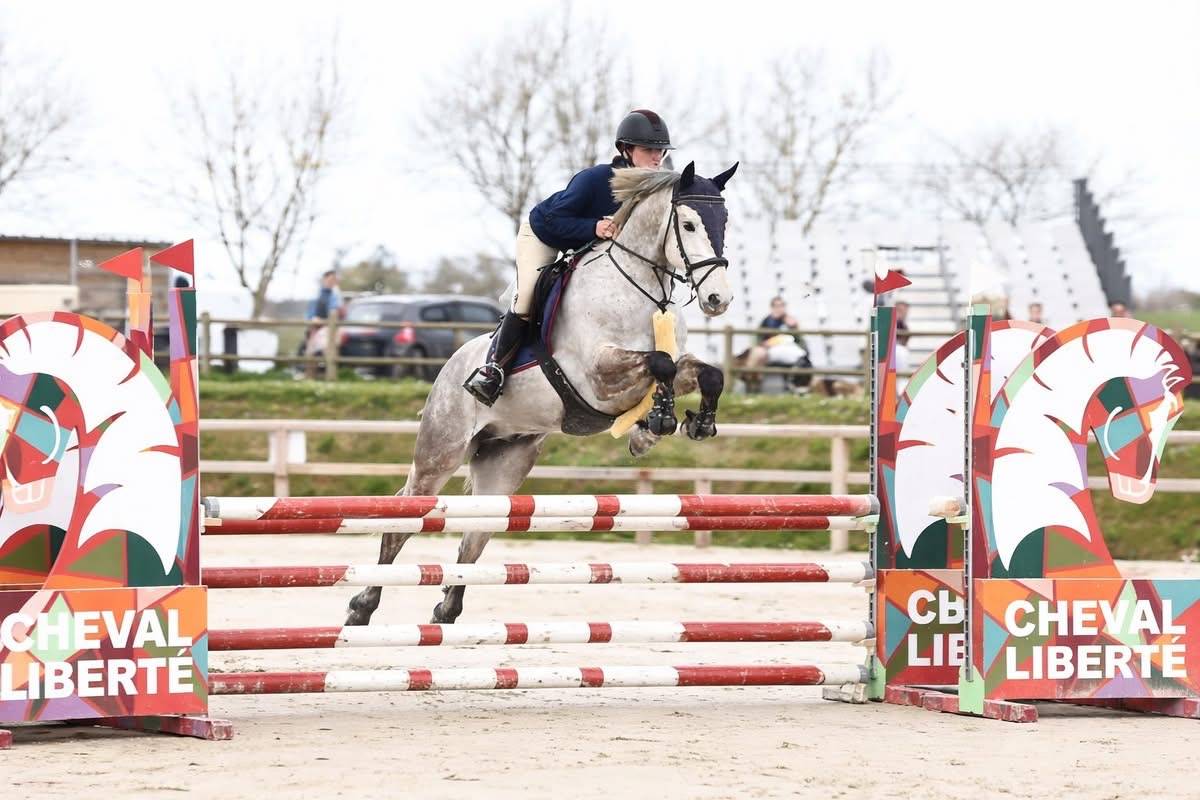 Caballo castrado Connemara En venta 2021 Tordo por Punch du Mesnil