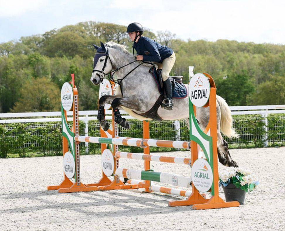 Caballo castrado Connemara En venta 2021 Tordo por Punch du Mesnil