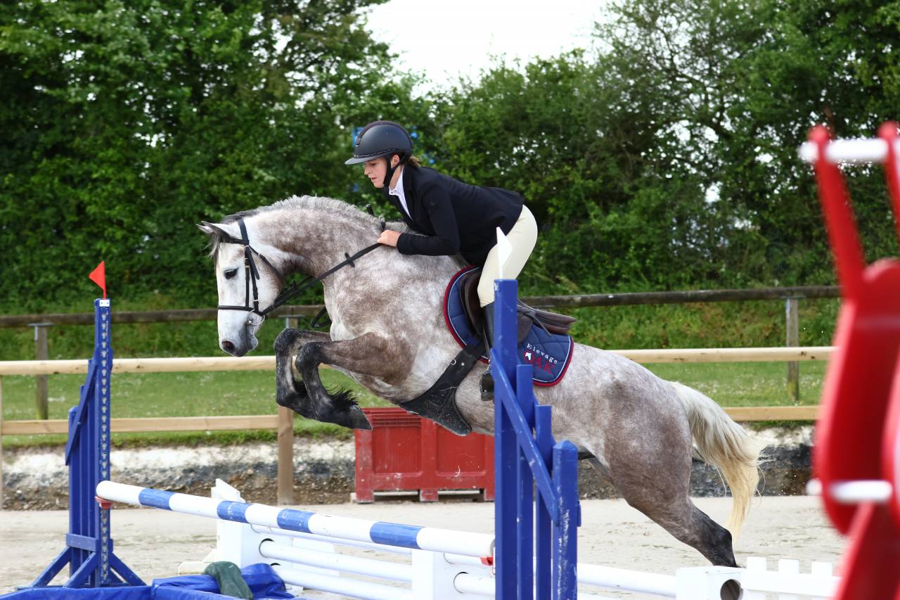 Caballo castrado Connemara En venta 2021 Tordo por Punch du Mesnil