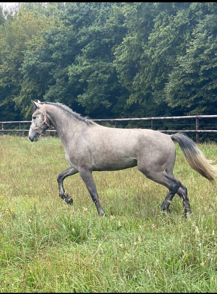 Caballo castrado Connemara En venta 2021 Tordo por Punch du Mesnil