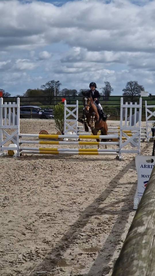 Caballo entero New Forest En venta 2022 Bayo