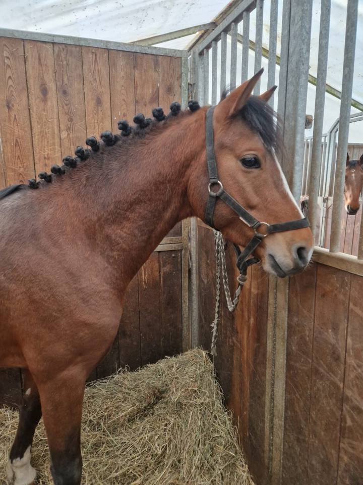 Caballo entero New Forest En venta 2022 Bayo