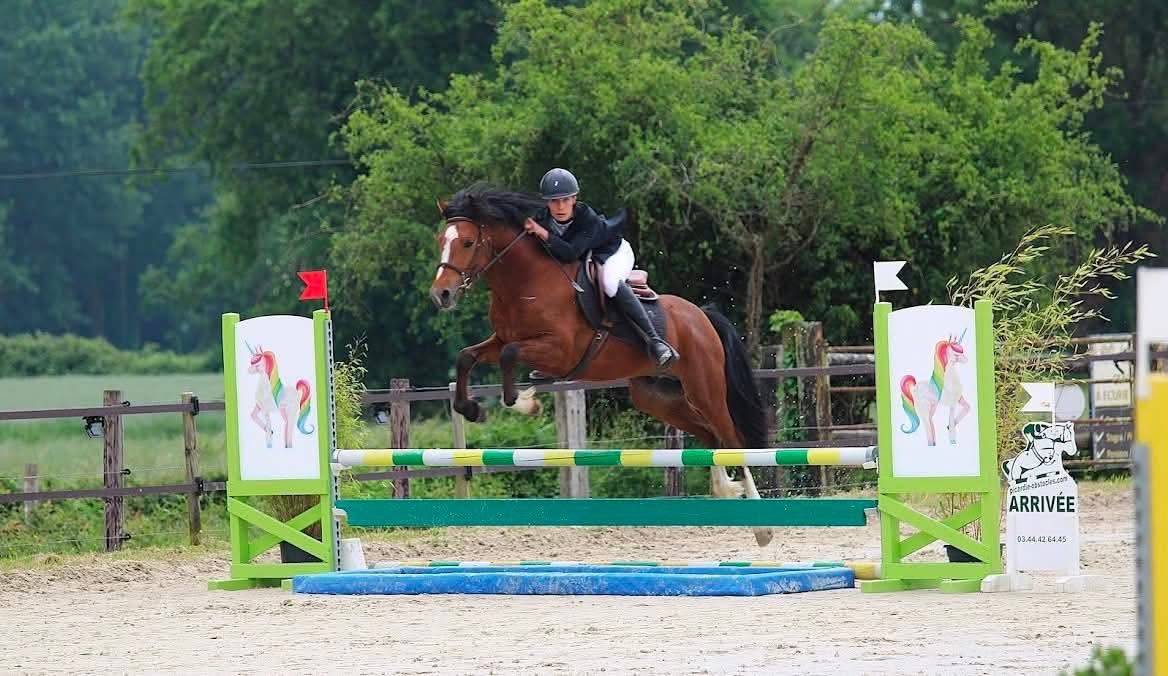 Caballo entero New Forest En venta 2022 Bayo