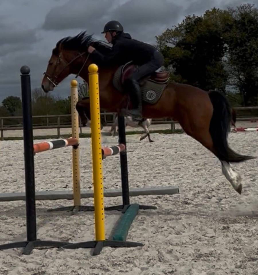Caballo entero New Forest En venta 2022 Bayo
