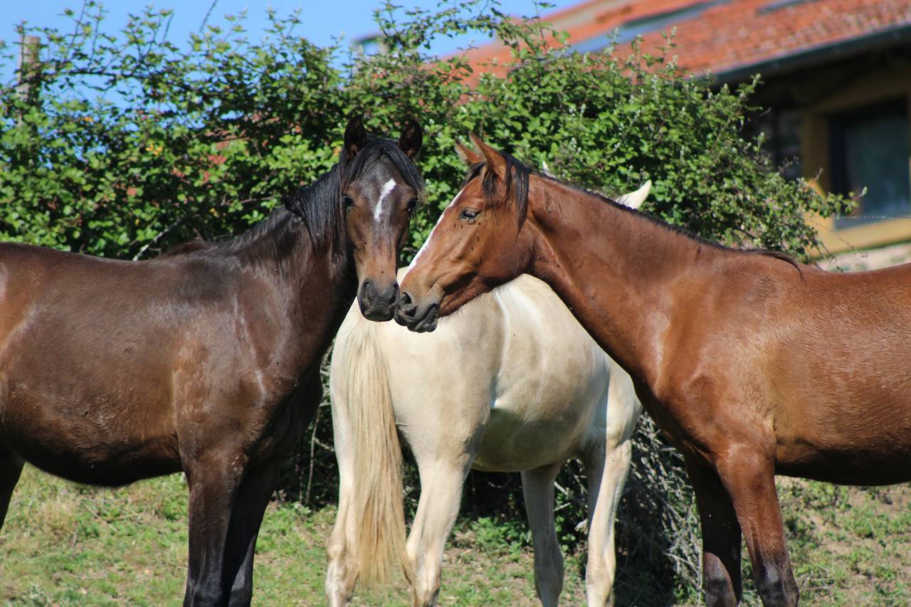 Caballo castrado PRE Pura Raza Espa&ntilde;ola En venta 2025 Bayo
