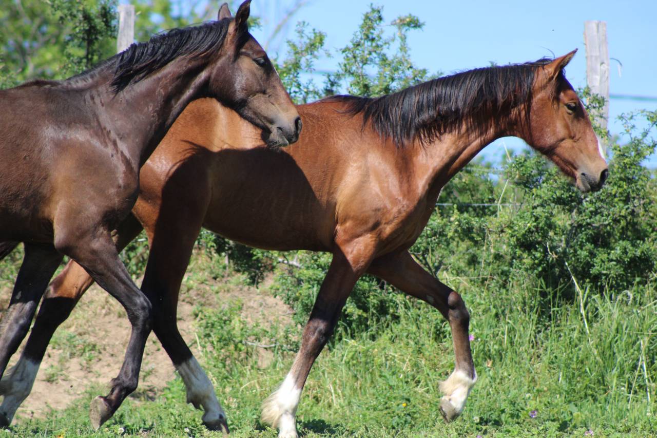 Caballo castrado PRE Pura Raza Espa&ntilde;ola En venta 2025 Bayo