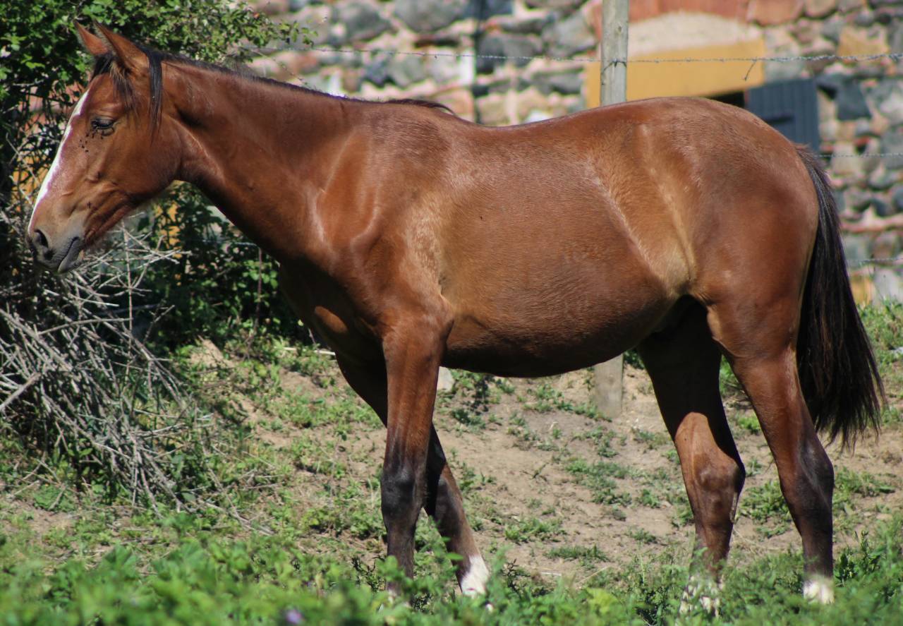Caballo castrado PRE Pura Raza Espa&ntilde;ola En venta 2025 Bayo