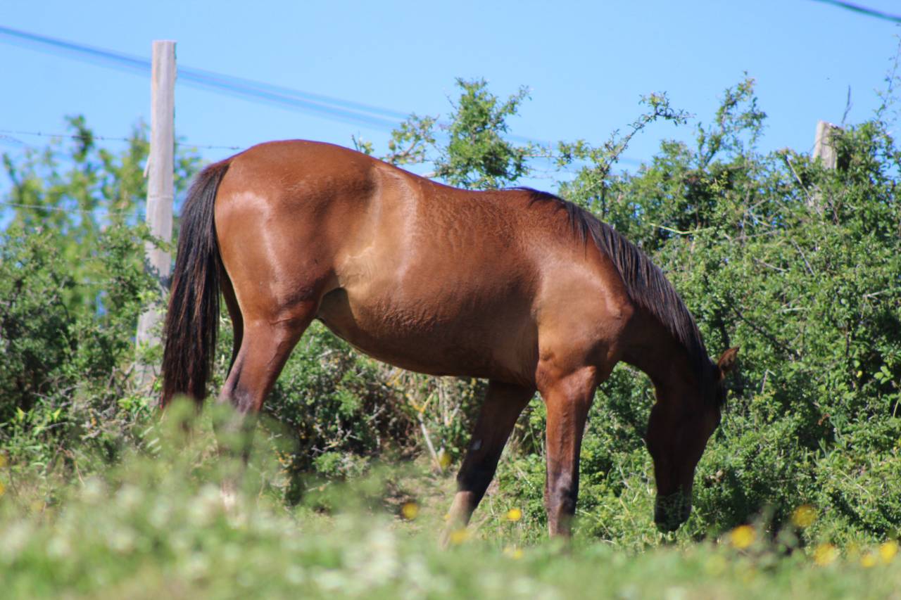 Caballo castrado PRE Pura Raza Espa&ntilde;ola En venta 2025 Bayo