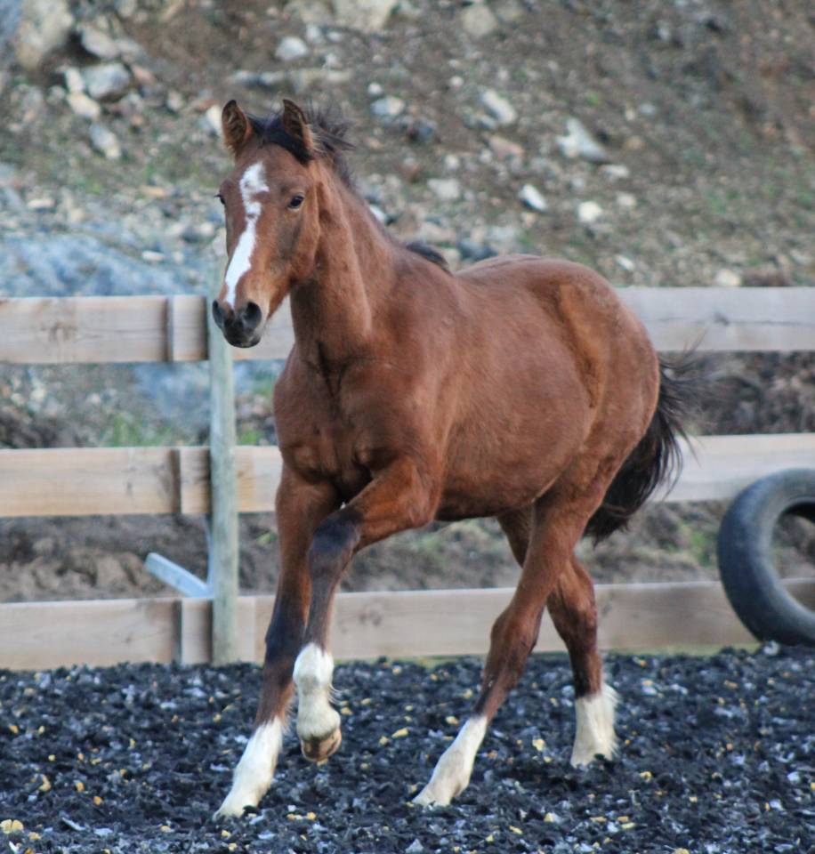 Caballo castrado PRE Pura Raza Espa&ntilde;ola En venta 2025 Bayo
