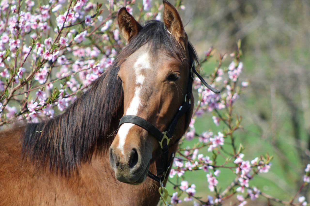 Caballo castrado PRE Pura Raza Espa&ntilde;ola En venta 2025 Bayo