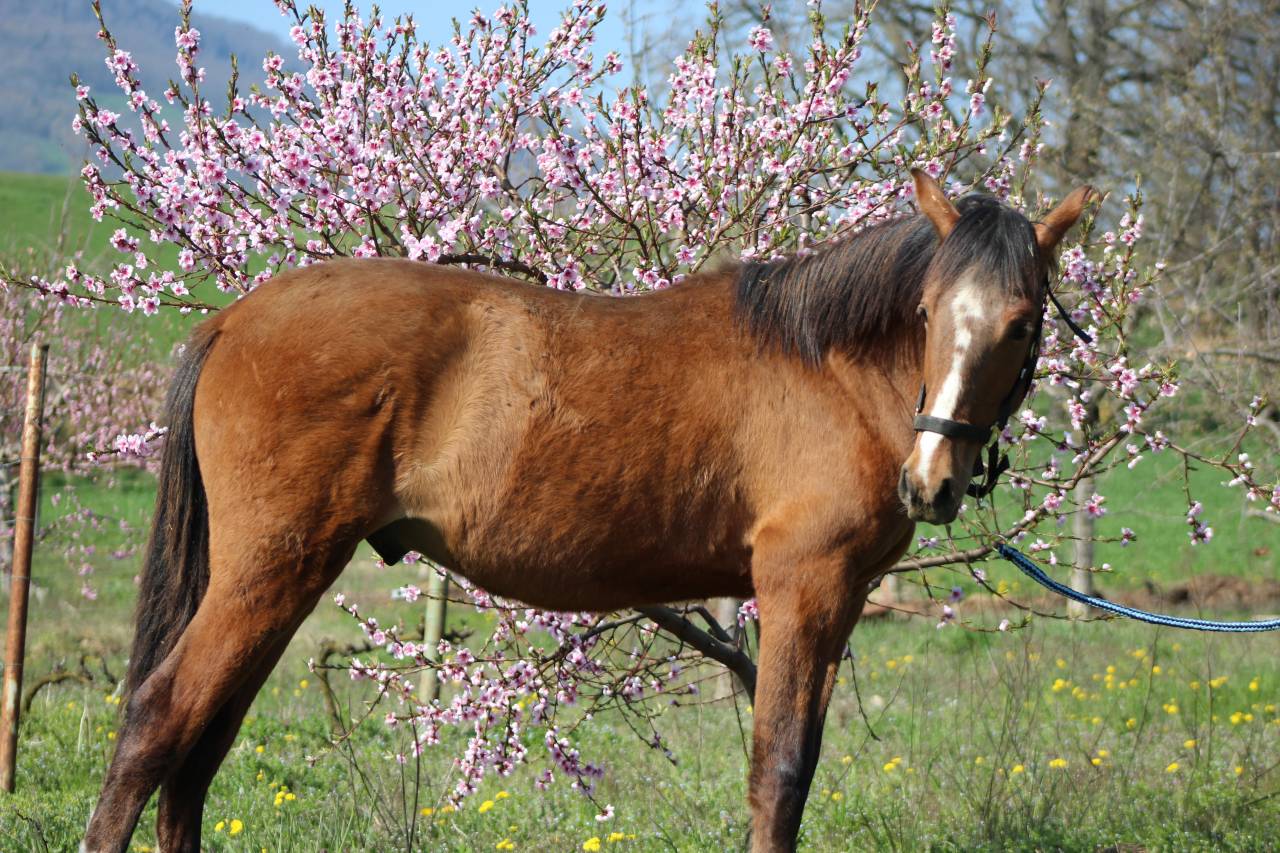 Caballo castrado PRE Pura Raza Espa&ntilde;ola En venta 2025 Bayo