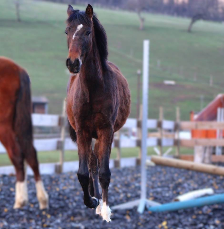 Caballo castrado PRE Pura Raza Espa&ntilde;ola En venta 2025 Bayo moreno