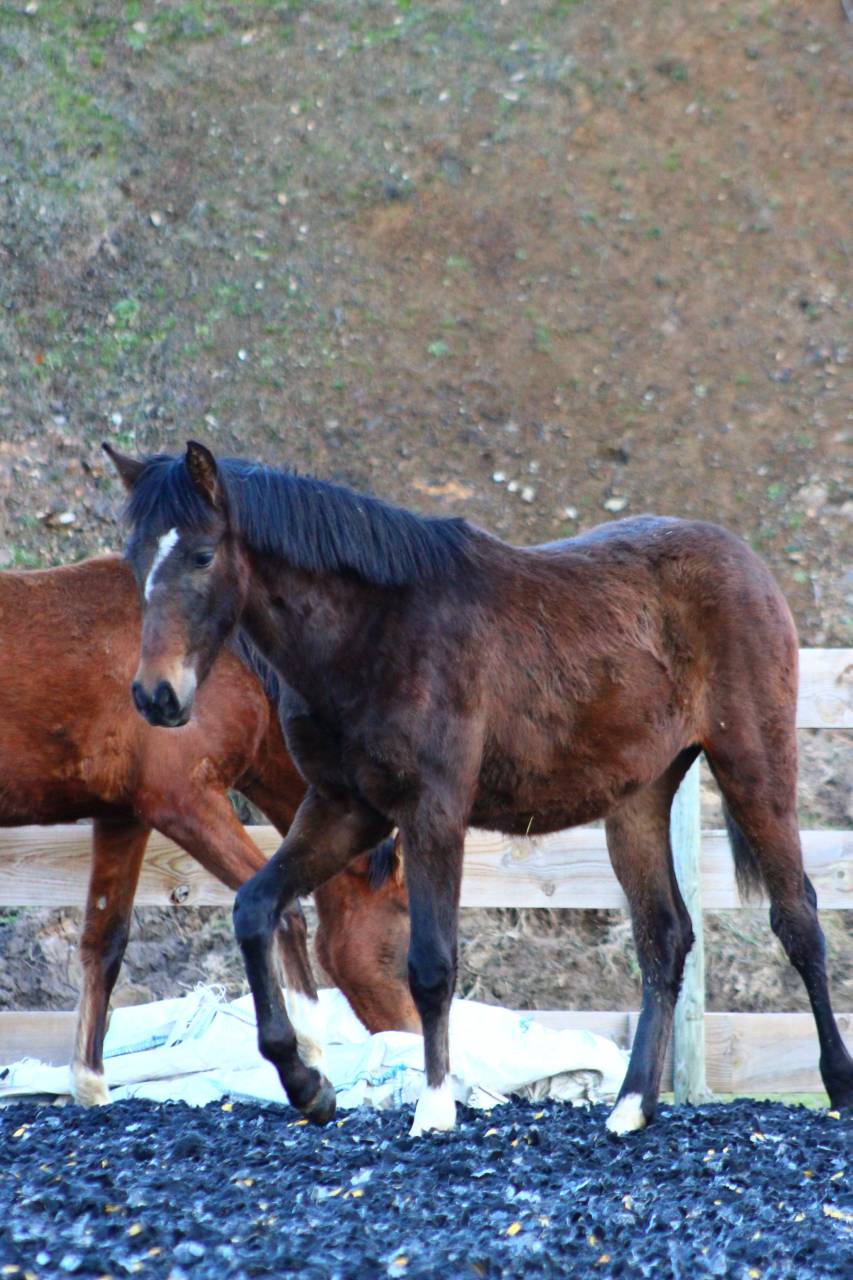 Caballo castrado PRE Pura Raza Espa&ntilde;ola En venta 2025 Bayo moreno