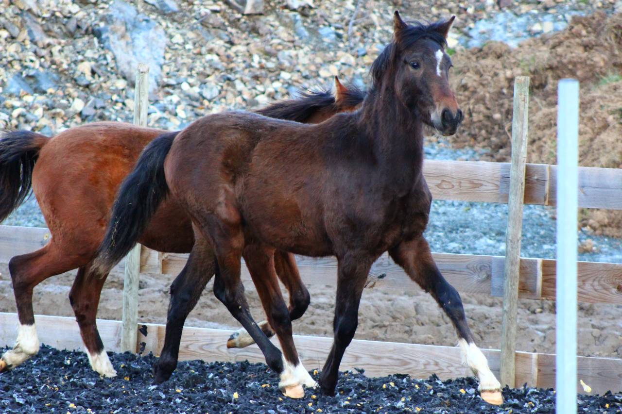 Caballo castrado PRE Pura Raza Espa&ntilde;ola En venta 2025 Bayo moreno