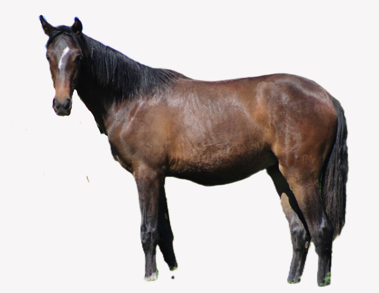 Caballo castrado PRE Pura Raza Espa&ntilde;ola En venta 2025 Bayo moreno