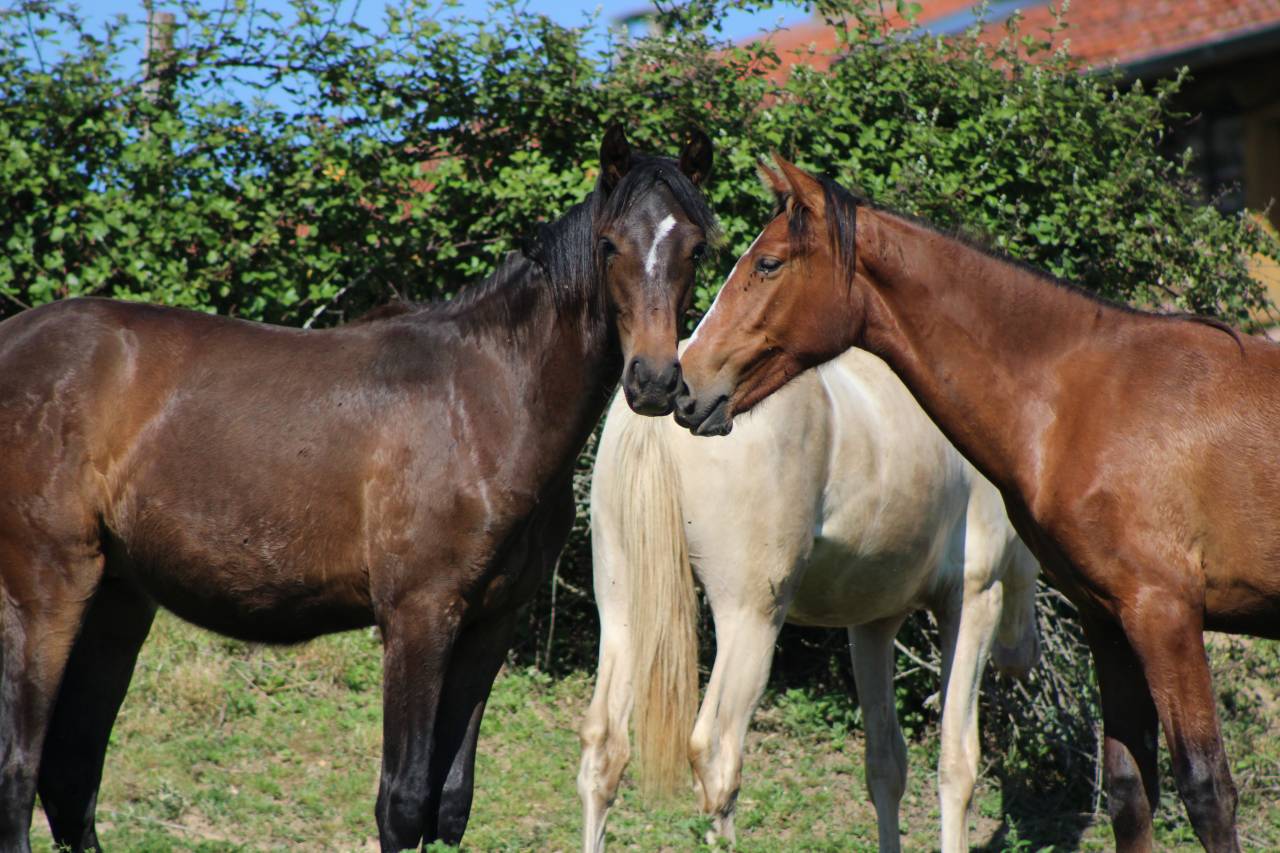 Caballo castrado PRE Pura Raza Espa&ntilde;ola En venta 2025 Bayo moreno