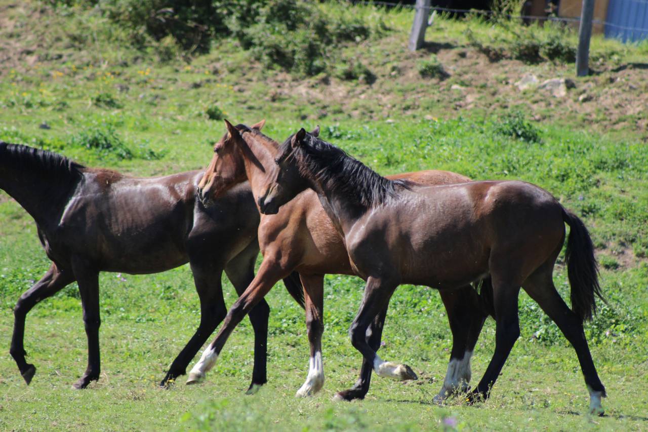 Caballo castrado PRE Pura Raza Espa&ntilde;ola En venta 2025 Bayo moreno
