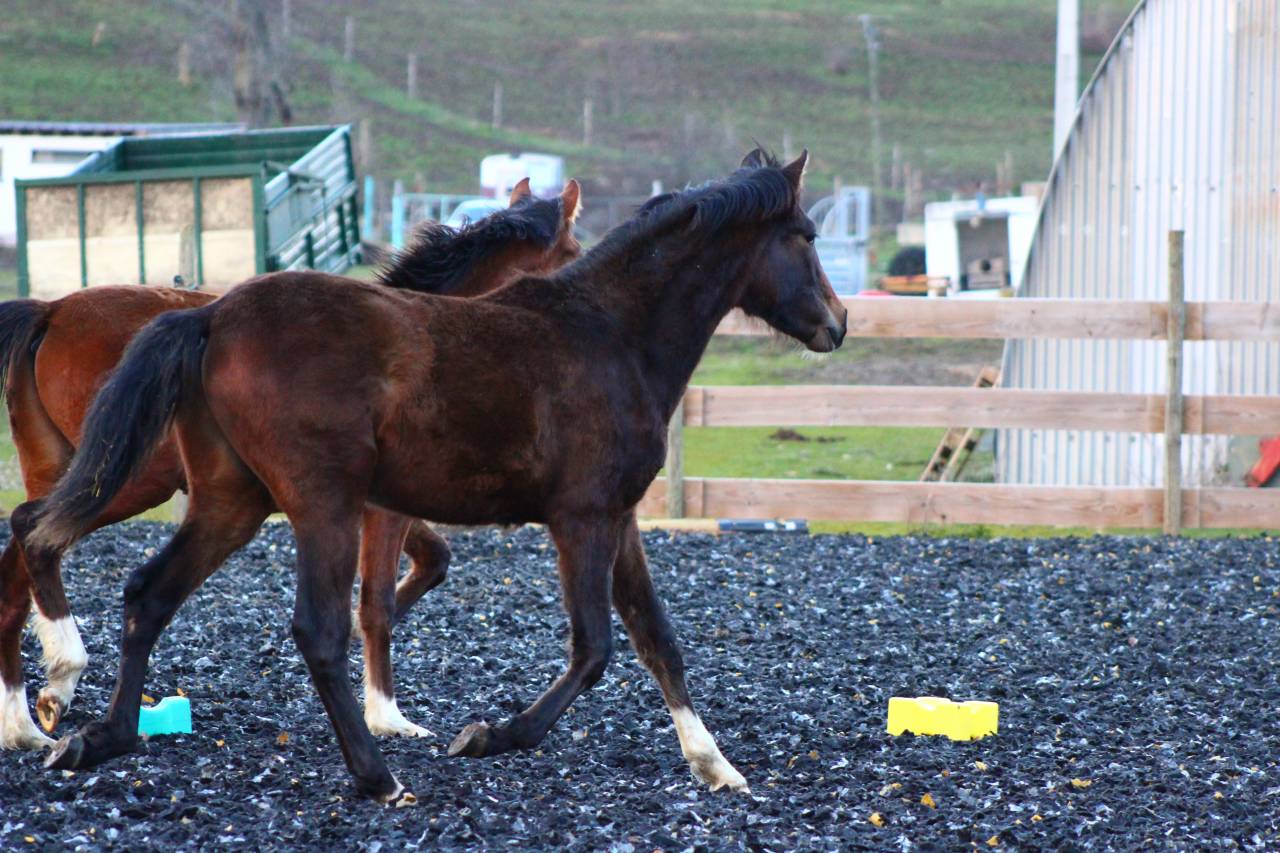 Caballo castrado PRE Pura Raza Espa&ntilde;ola En venta 2025 Bayo moreno