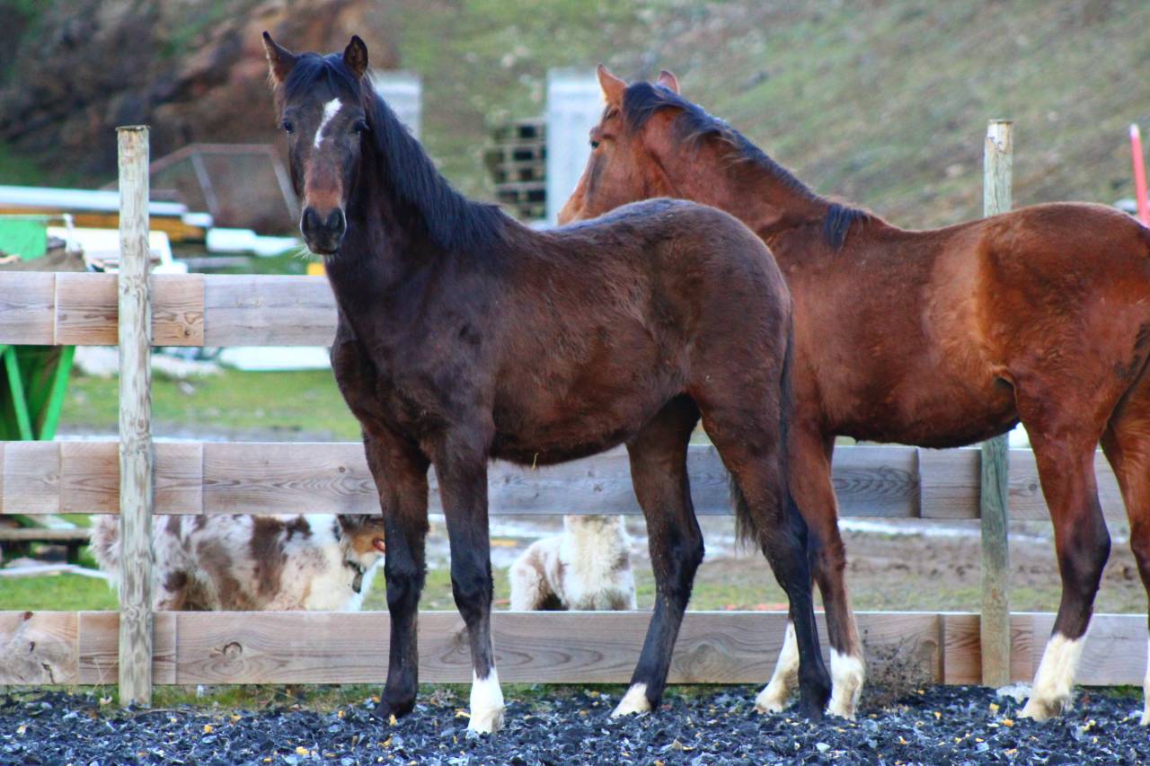 Caballo castrado PRE Pura Raza Espa&ntilde;ola En venta 2025 Bayo moreno
