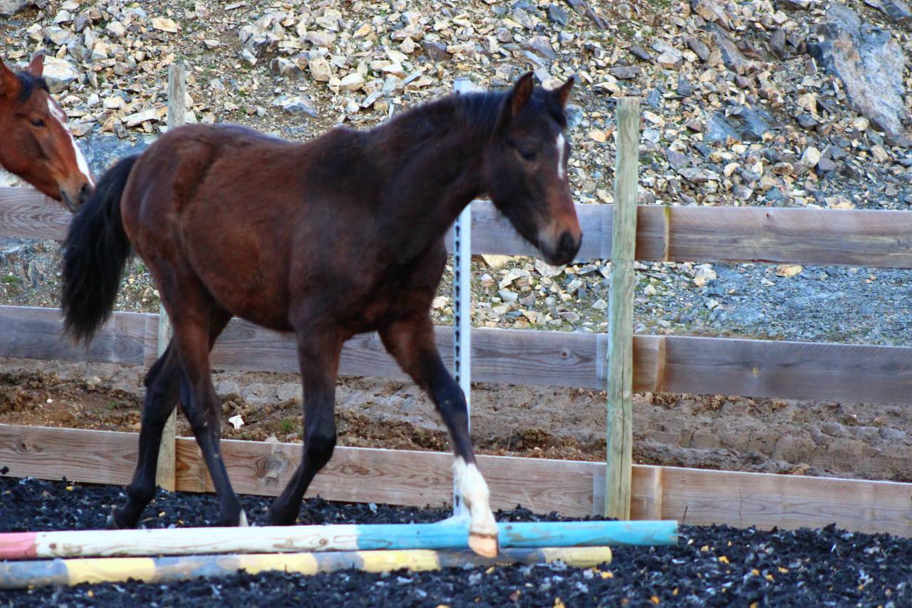 Caballo castrado PRE Pura Raza Espa&ntilde;ola En venta 2025 Bayo moreno