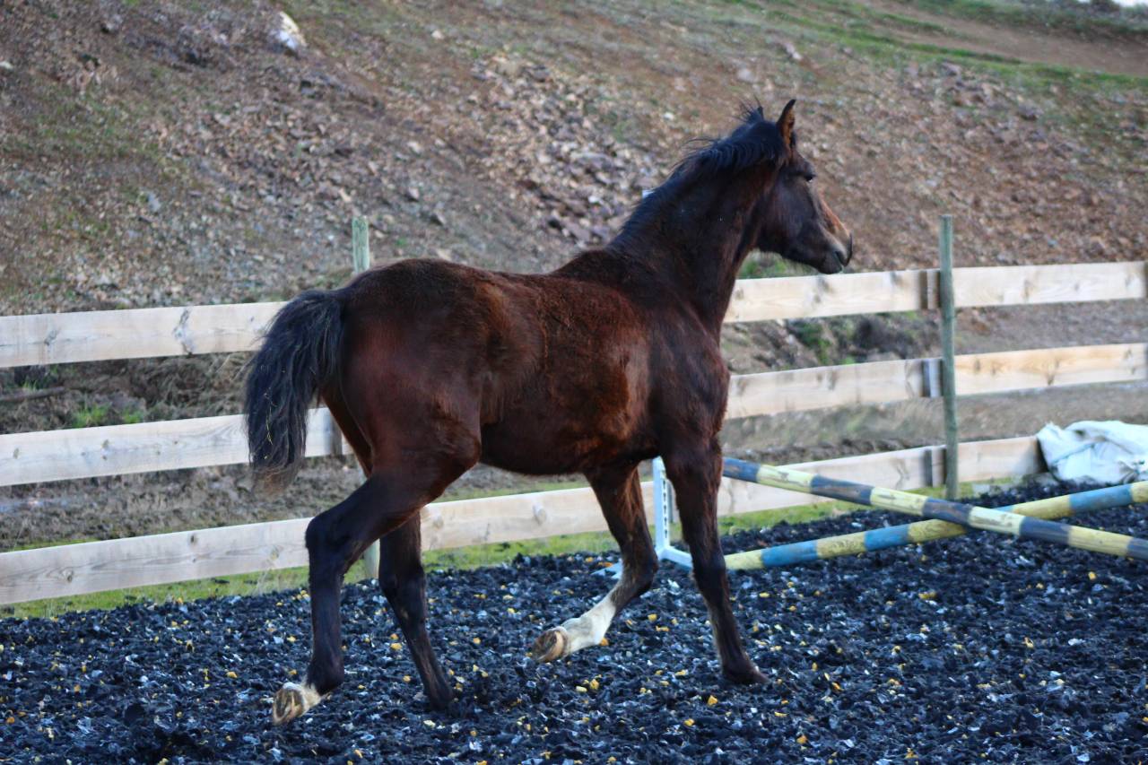 Caballo castrado PRE Pura Raza Espa&ntilde;ola En venta 2025 Bayo moreno