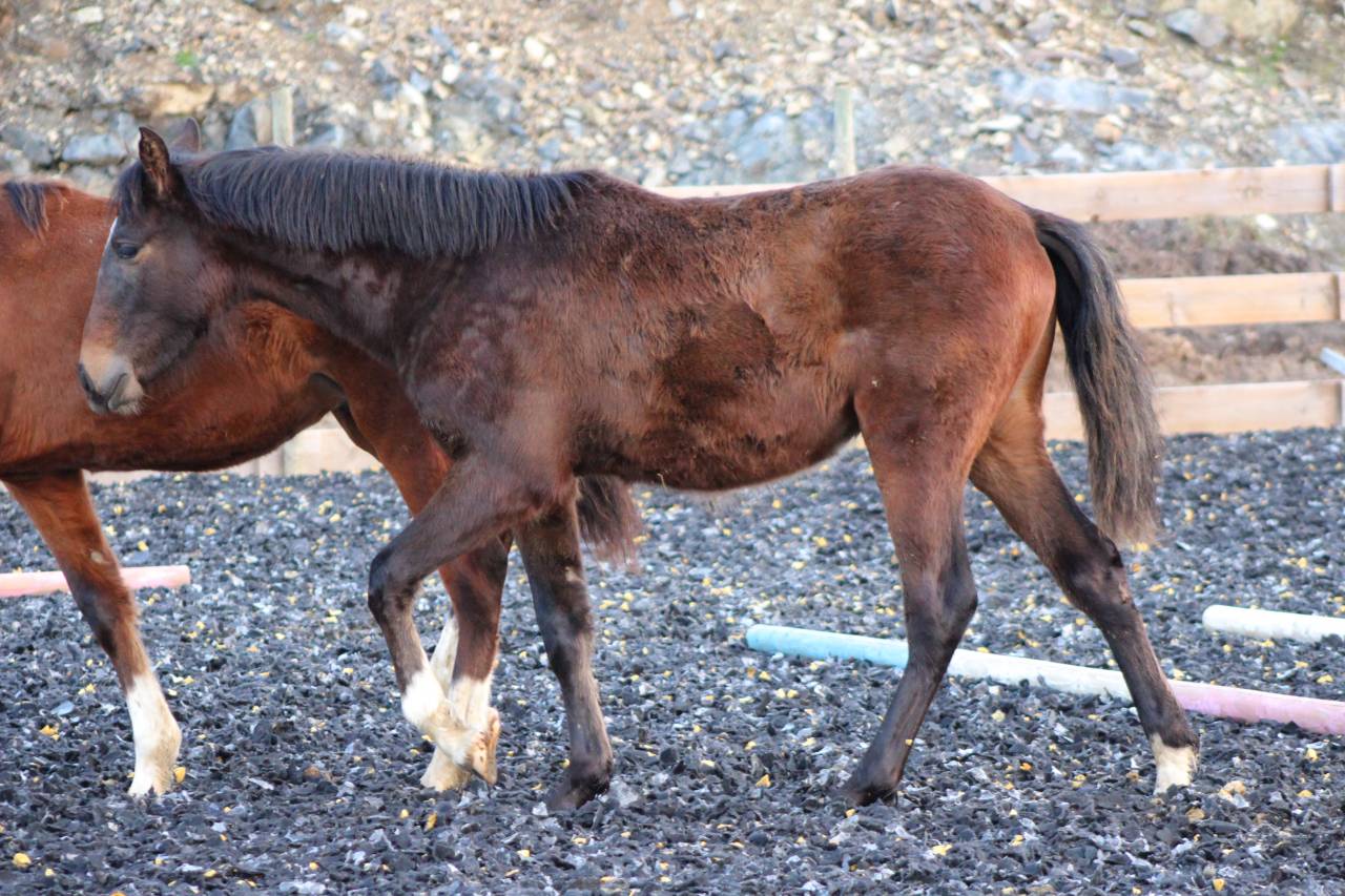 Caballo castrado PRE Pura Raza Espa&ntilde;ola En venta 2025 Bayo moreno