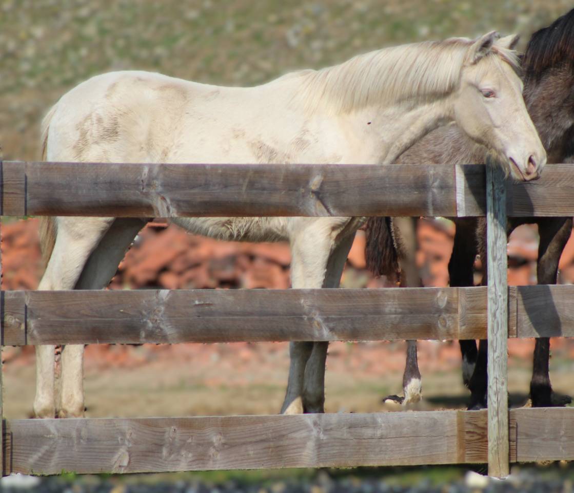 Caballo castrado PRE Pura Raza Espa&ntilde;ola En venta 2025 Cremello