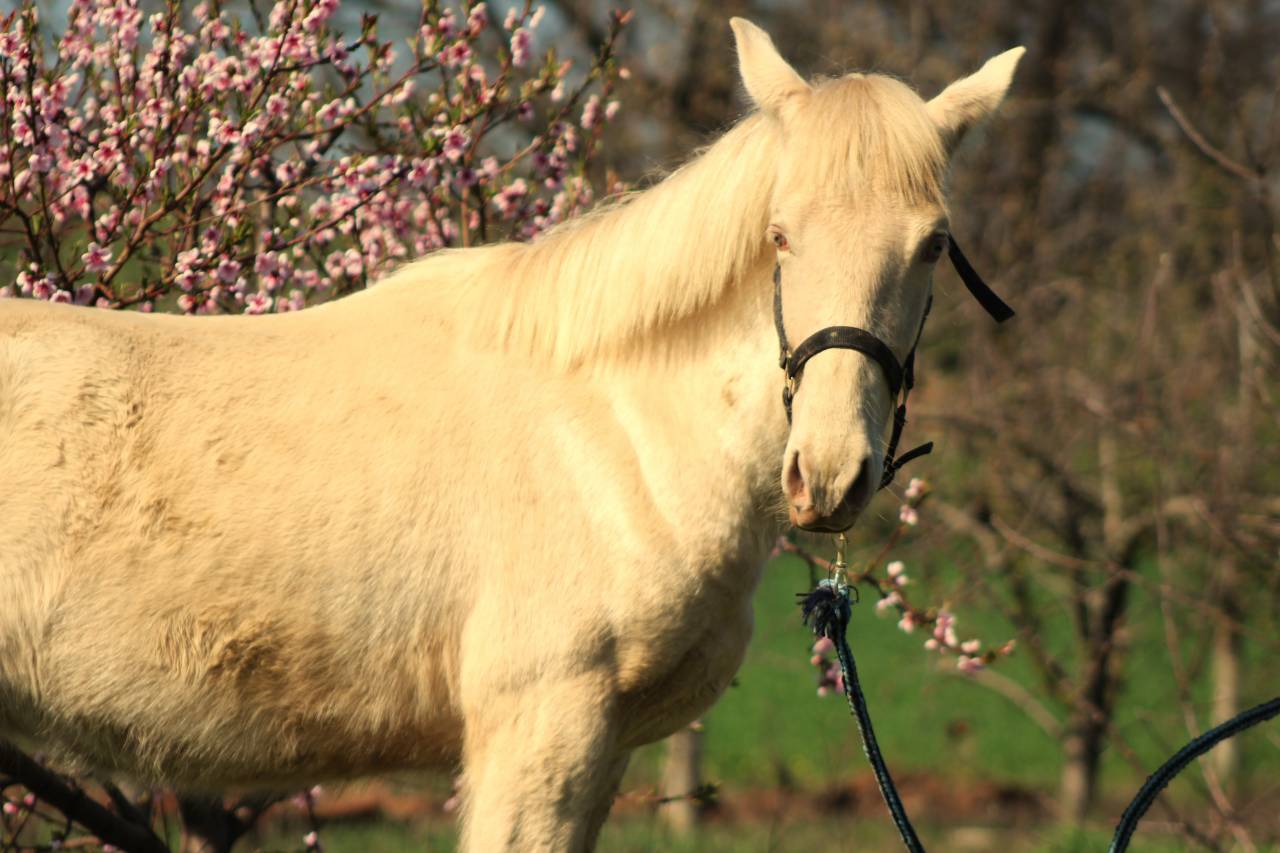 Caballo castrado PRE Pura Raza Espa&ntilde;ola En venta 2025 Cremello