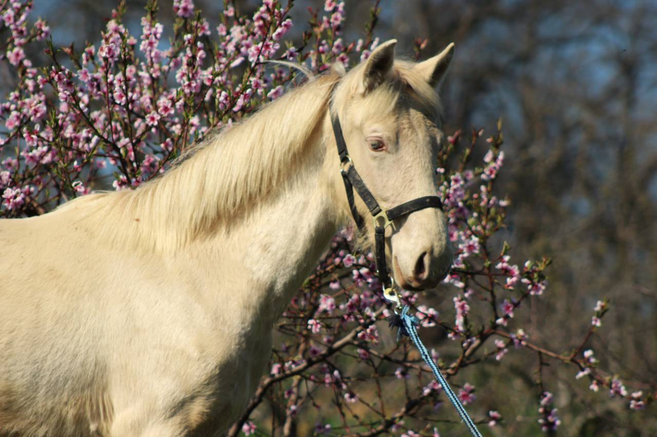 Caballo castrado PRE Pura Raza Espa&ntilde;ola En venta 2025 Cremello