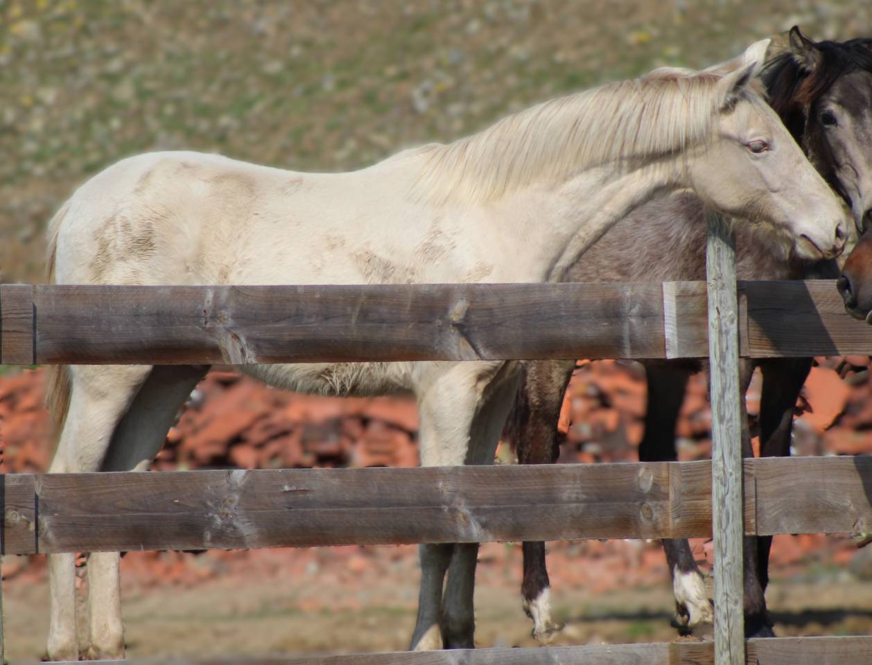 Caballo castrado PRE Pura Raza Espa&ntilde;ola En venta 2025 Cremello