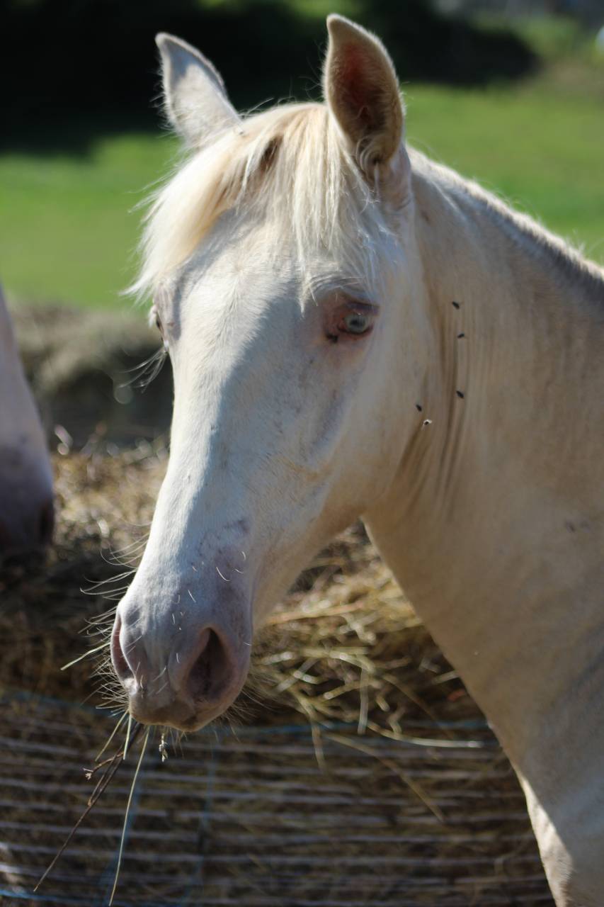 Caballo castrado PRE Pura Raza Espa&ntilde;ola En venta 2025 Cremello