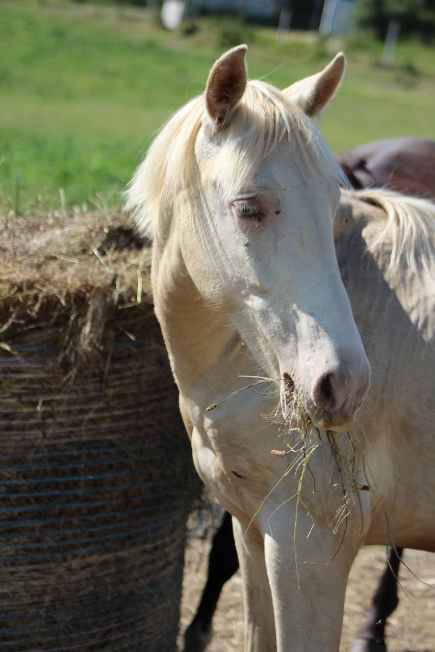 Caballo castrado PRE Pura Raza Espa&ntilde;ola En venta 2025 Cremello