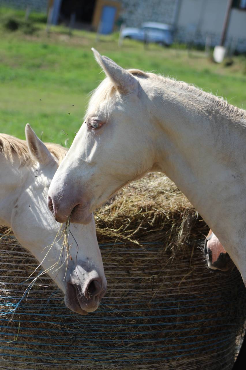 Caballo castrado PRE Pura Raza Espa&ntilde;ola En venta 2025 Cremello