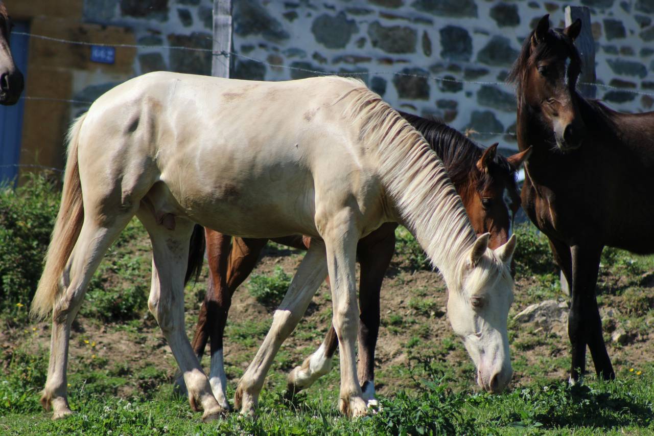 Caballo castrado PRE Pura Raza Espa&ntilde;ola En venta 2025 Cremello