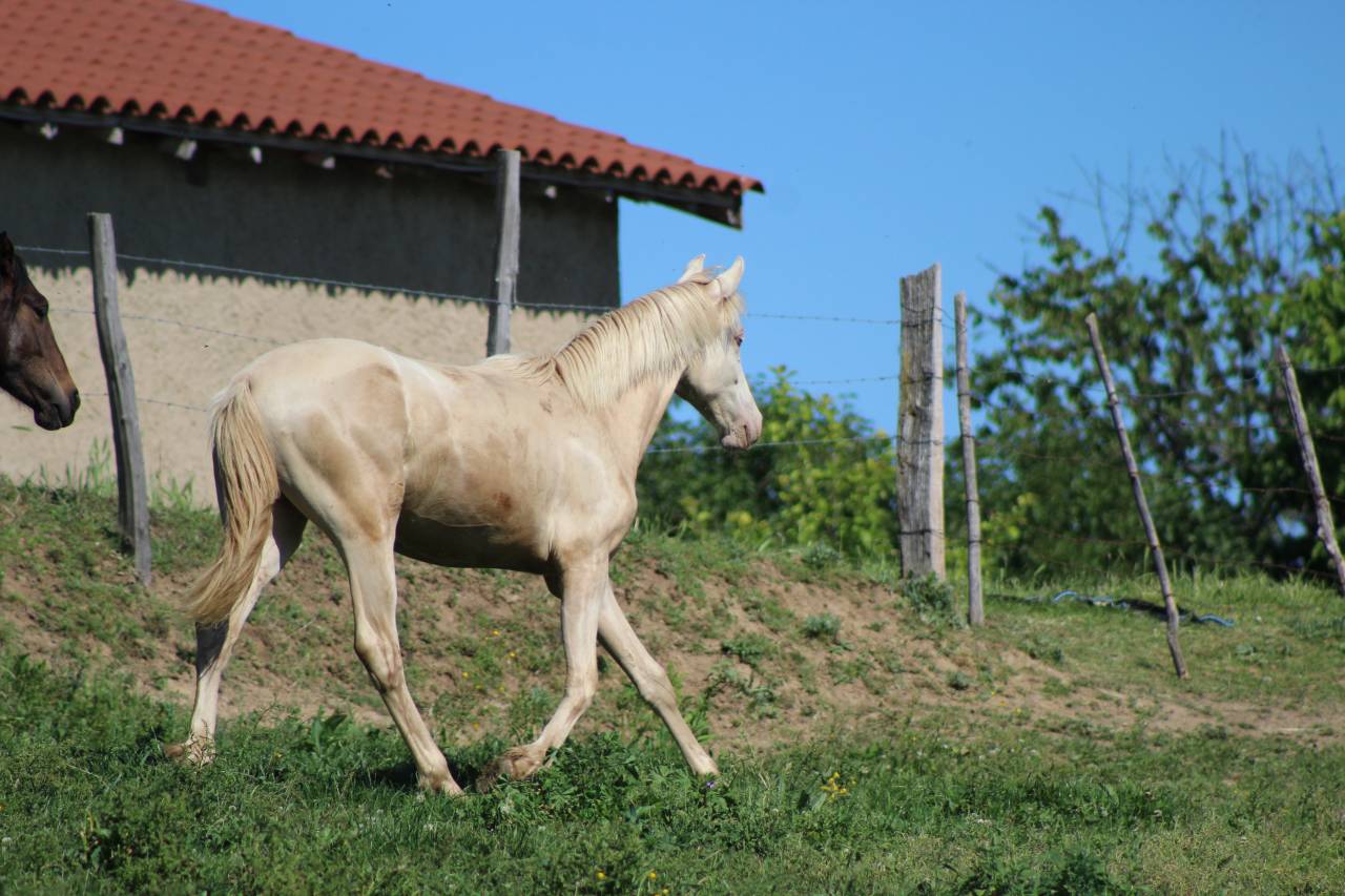 Caballo castrado PRE Pura Raza Espa&ntilde;ola En venta 2025 Cremello