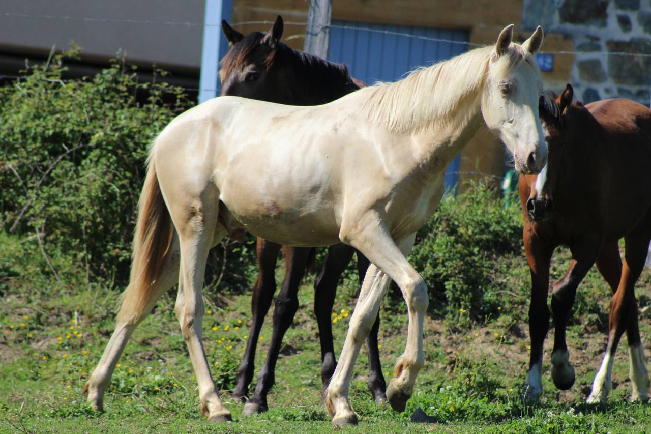 Caballo castrado PRE Pura Raza Espa&ntilde;ola En venta 2025 Cremello