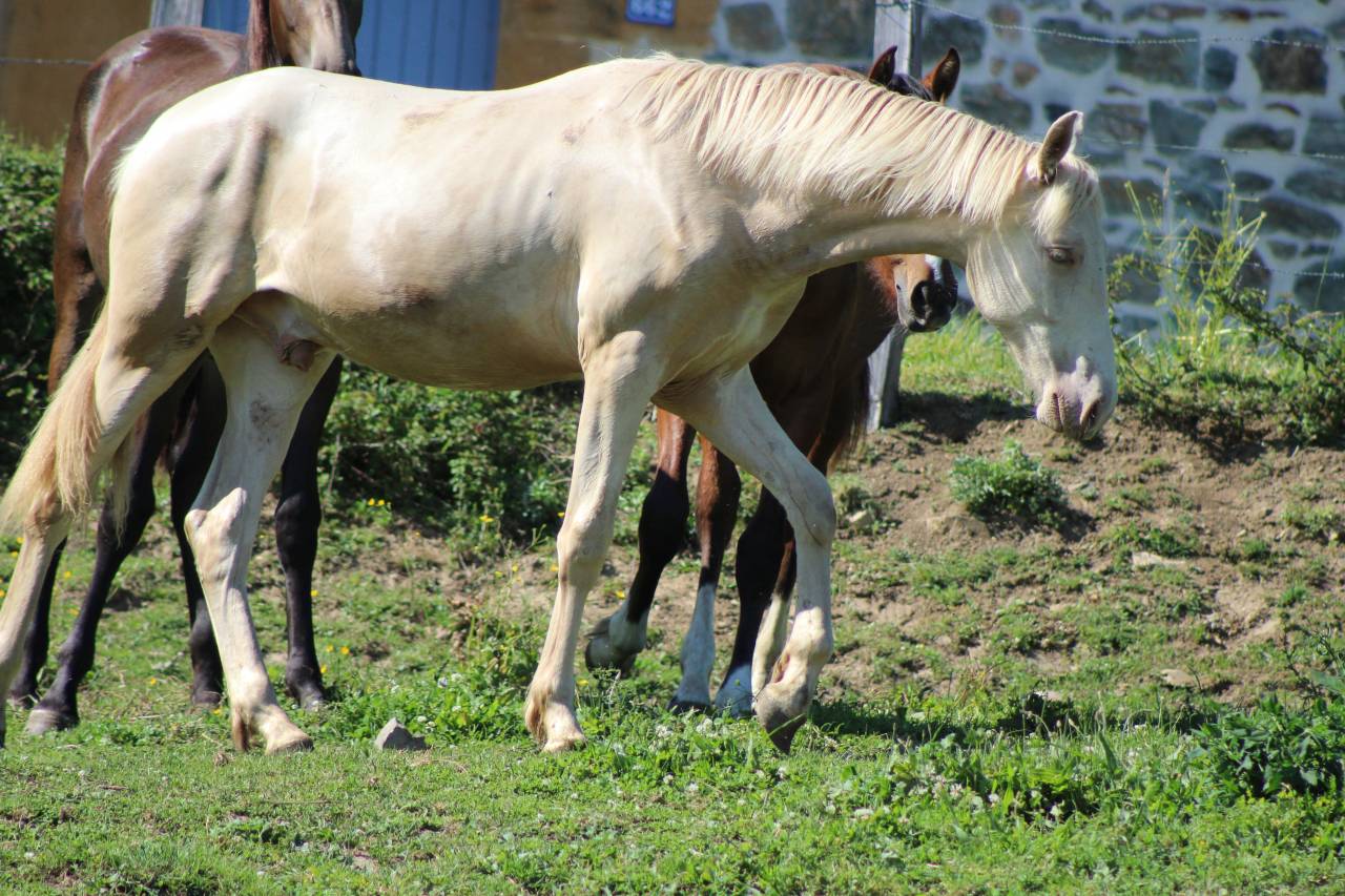 Caballo castrado PRE Pura Raza Espa&ntilde;ola En venta 2025 Cremello