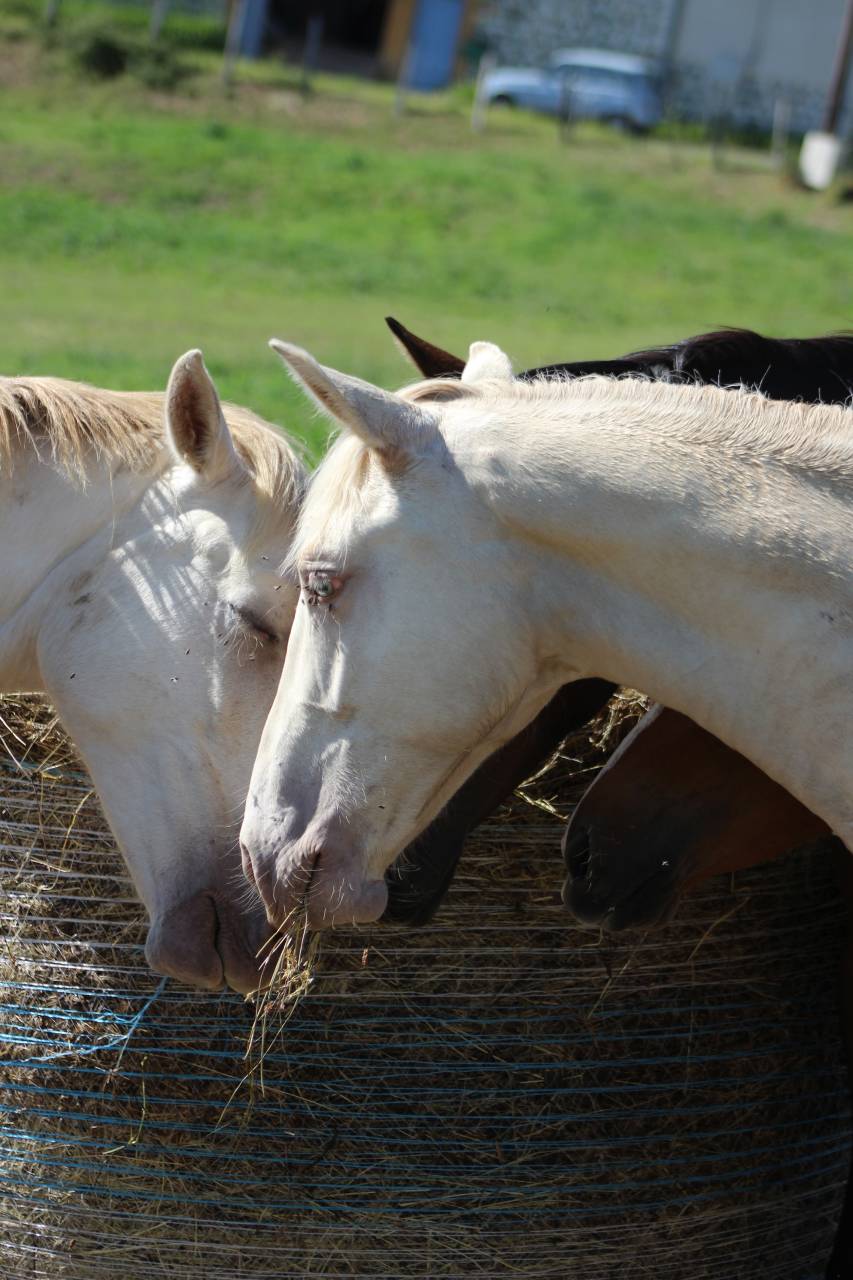 Caballo castrado PRE Pura Raza Espa&ntilde;ola En venta 2025 Cremello