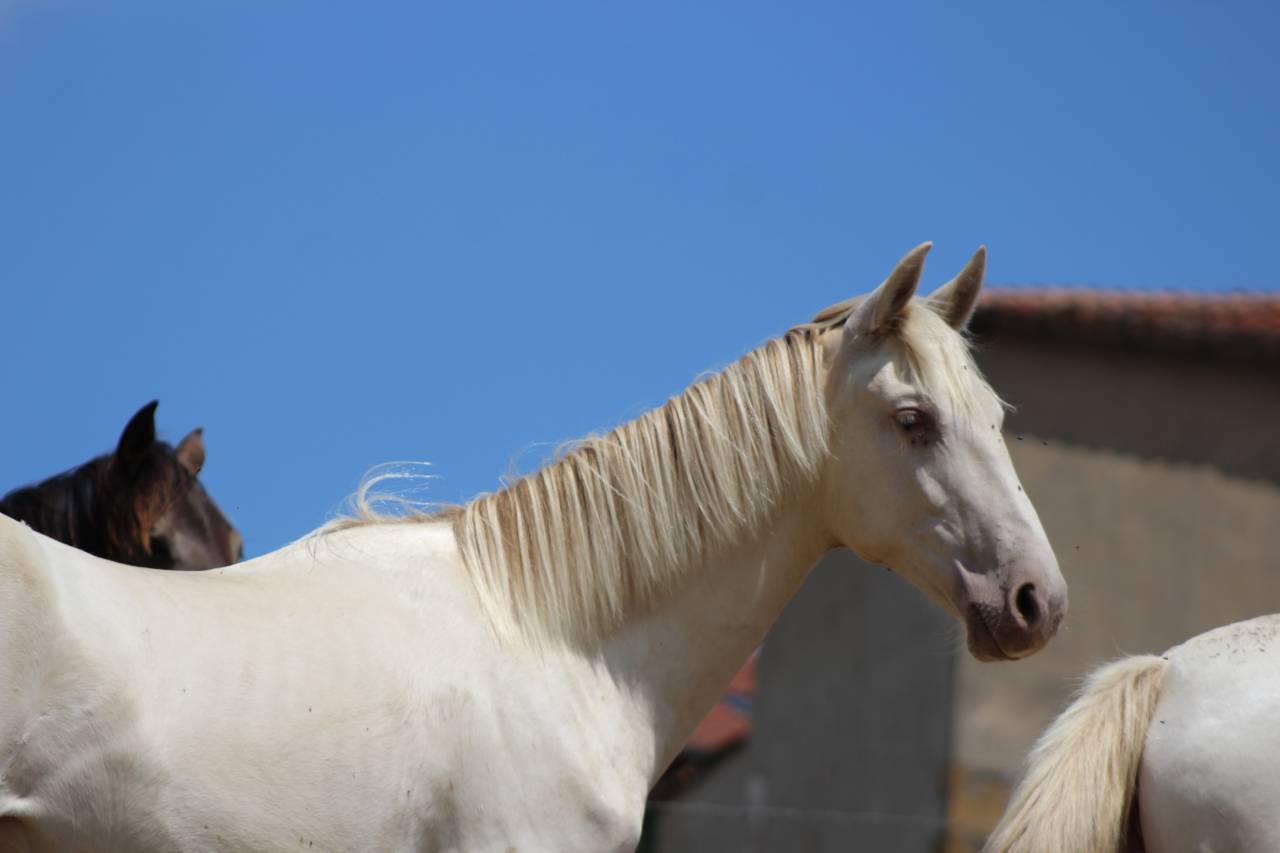 Caballo castrado PRE Pura Raza Espa&ntilde;ola En venta 2025 Cremello