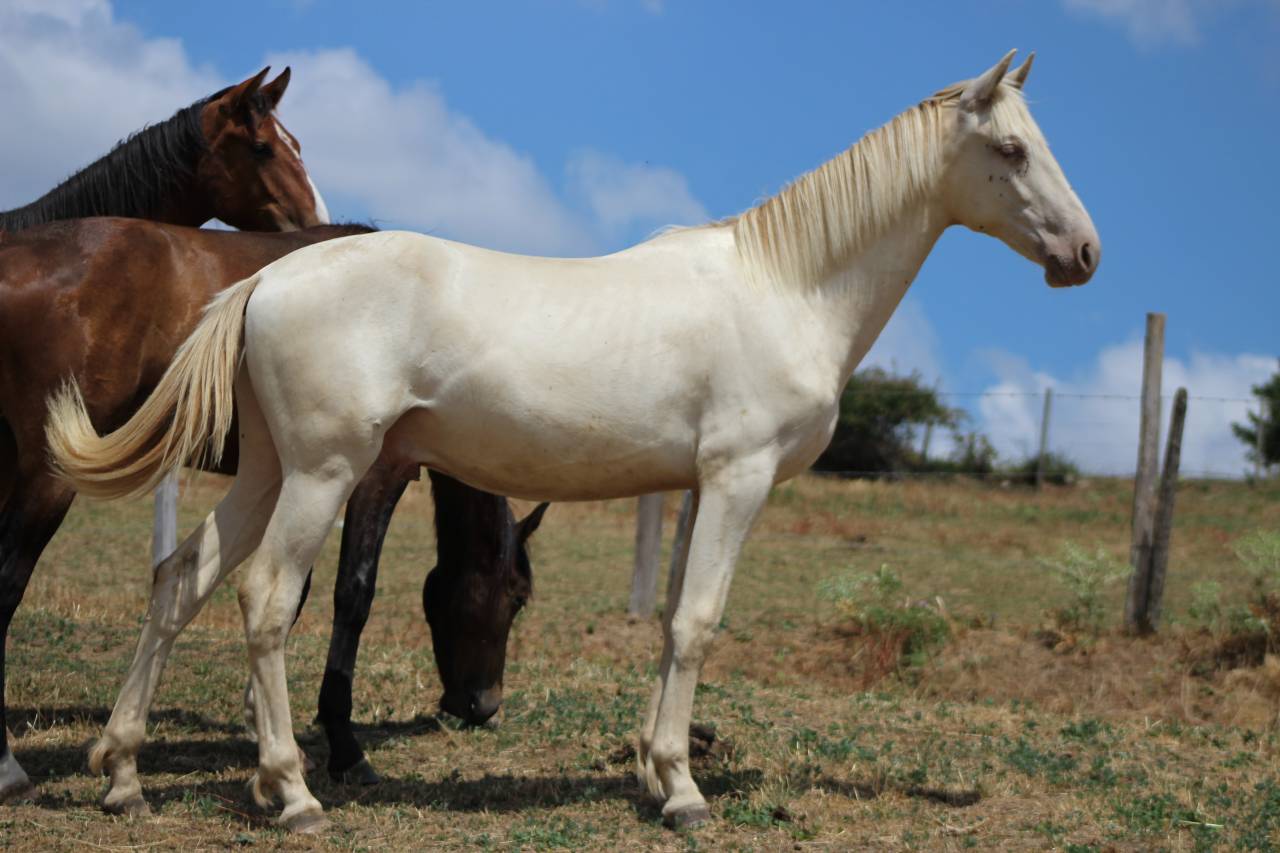 Caballo castrado PRE Pura Raza Espa&ntilde;ola En venta 2025 Cremello